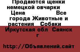 Продаются щенки немецкой овчарки!!! › Цена ­ 6000-8000 - Все города Животные и растения » Собаки   . Иркутская обл.,Саянск г.